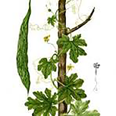 Bitter gourd