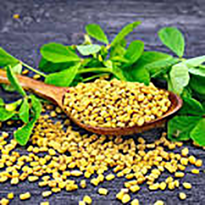 Fenugreek