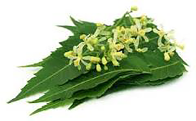 Neem